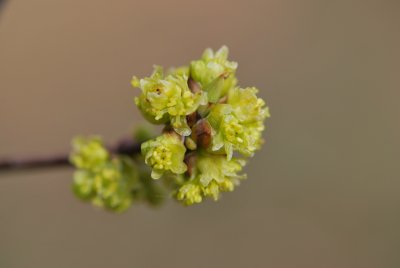 Lindera benzoin - linderovka benzoin - jarní větévka